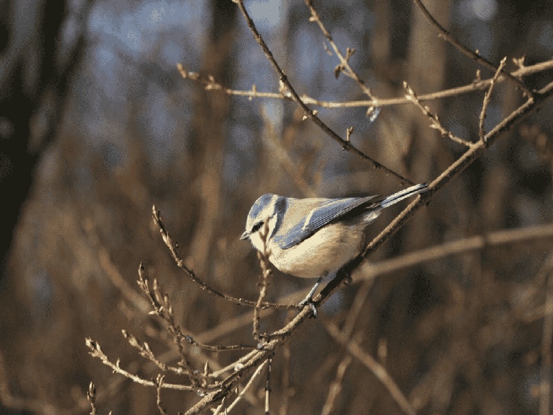 <strong>妹妹试管婴儿（康代宝试管中心）</strong>