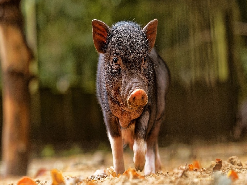 南宁试管做几代好,2024年南宁试管怀孕10年（想去美国做试管）